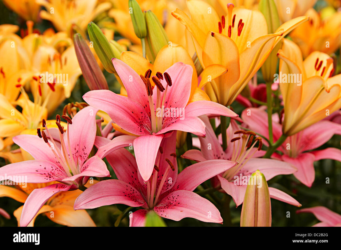 Blumen. Rosa und orange Lilien auf einem Blumenbeet Stockfoto
