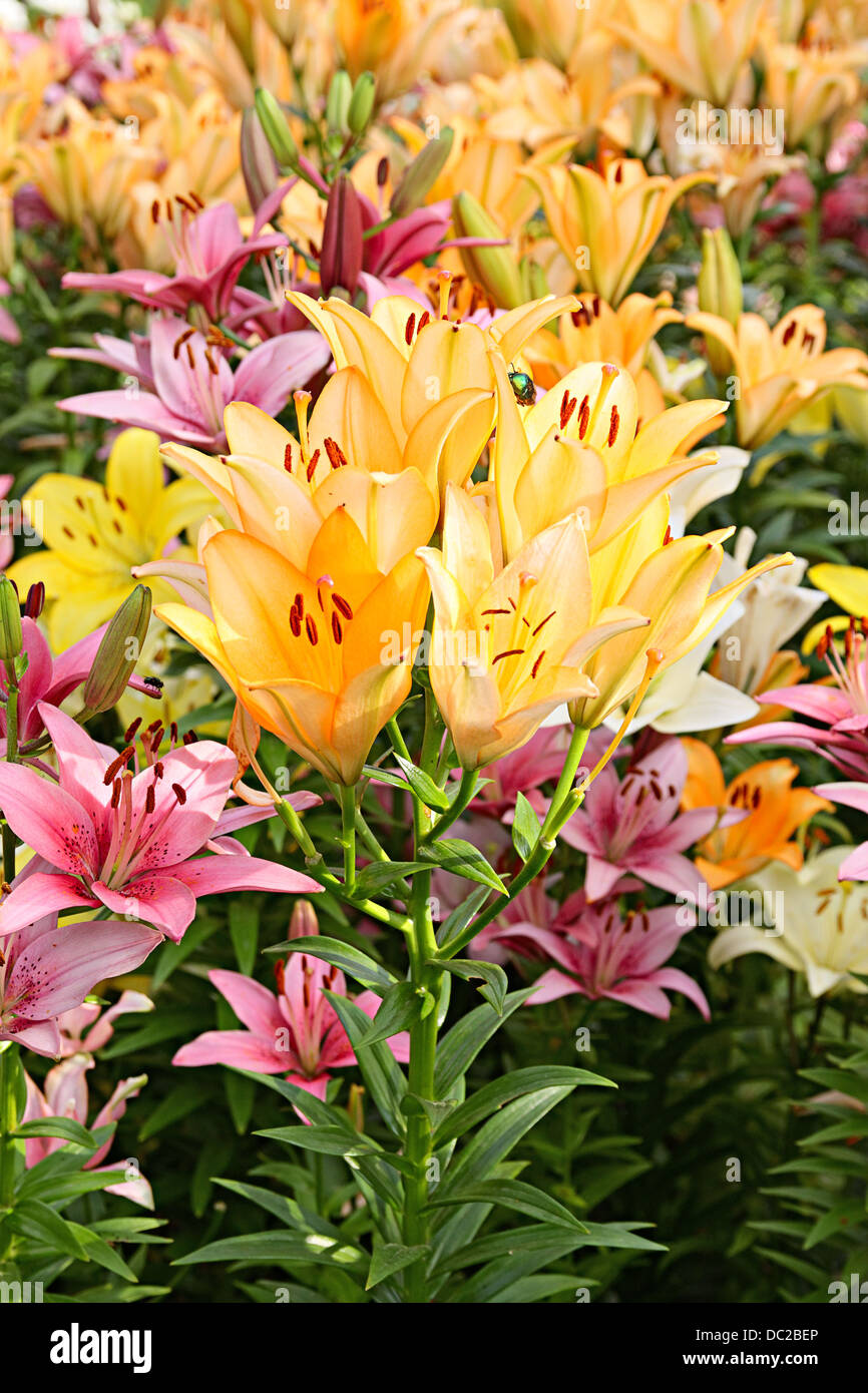 Luxus-Blumenbeet mit orange und rosa Lilien Stockfoto