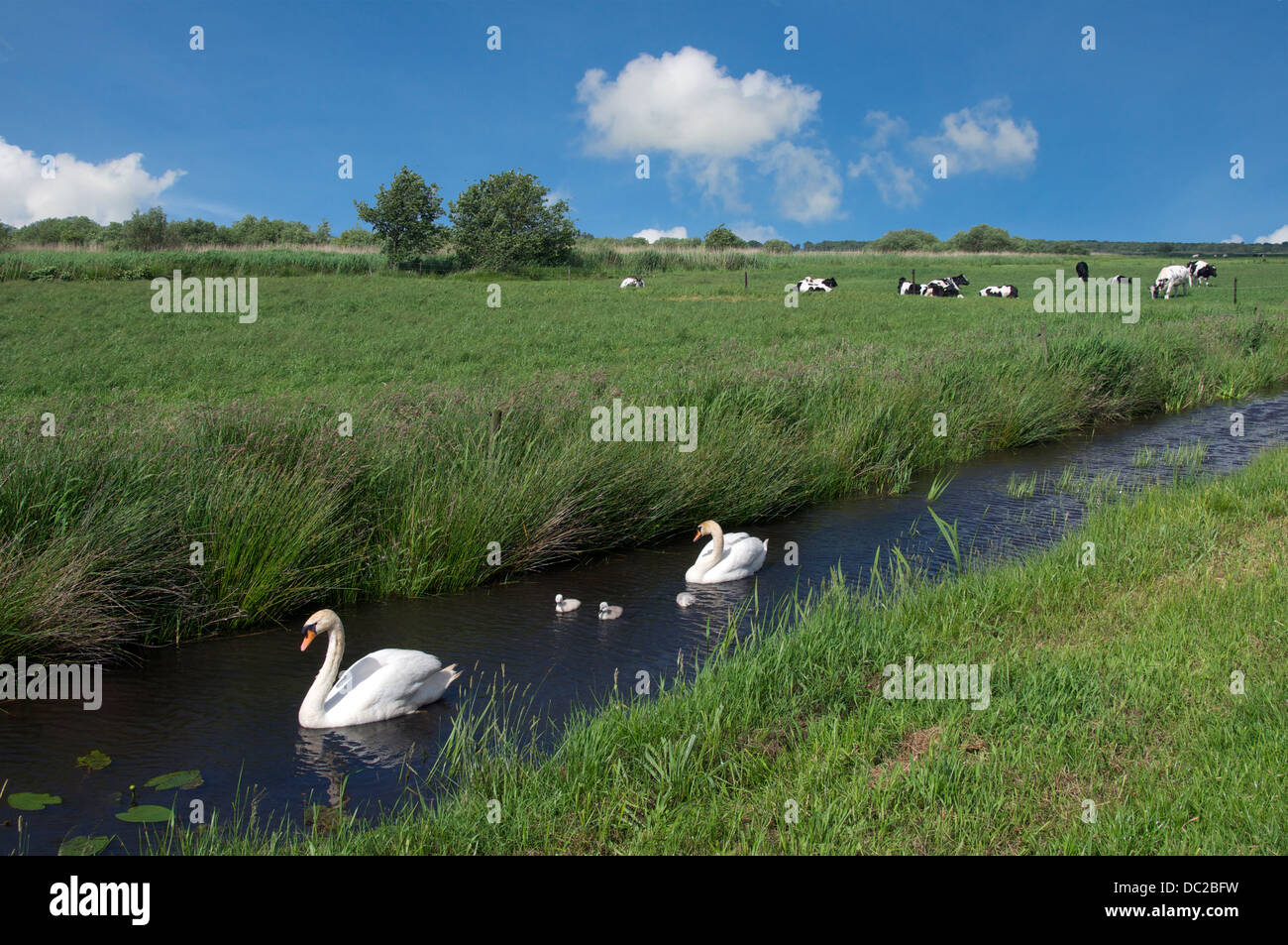 Zwei Schwäne mit Cygnets in ländlichen Naturerlebnisse Blokzijl Holland Stockfoto