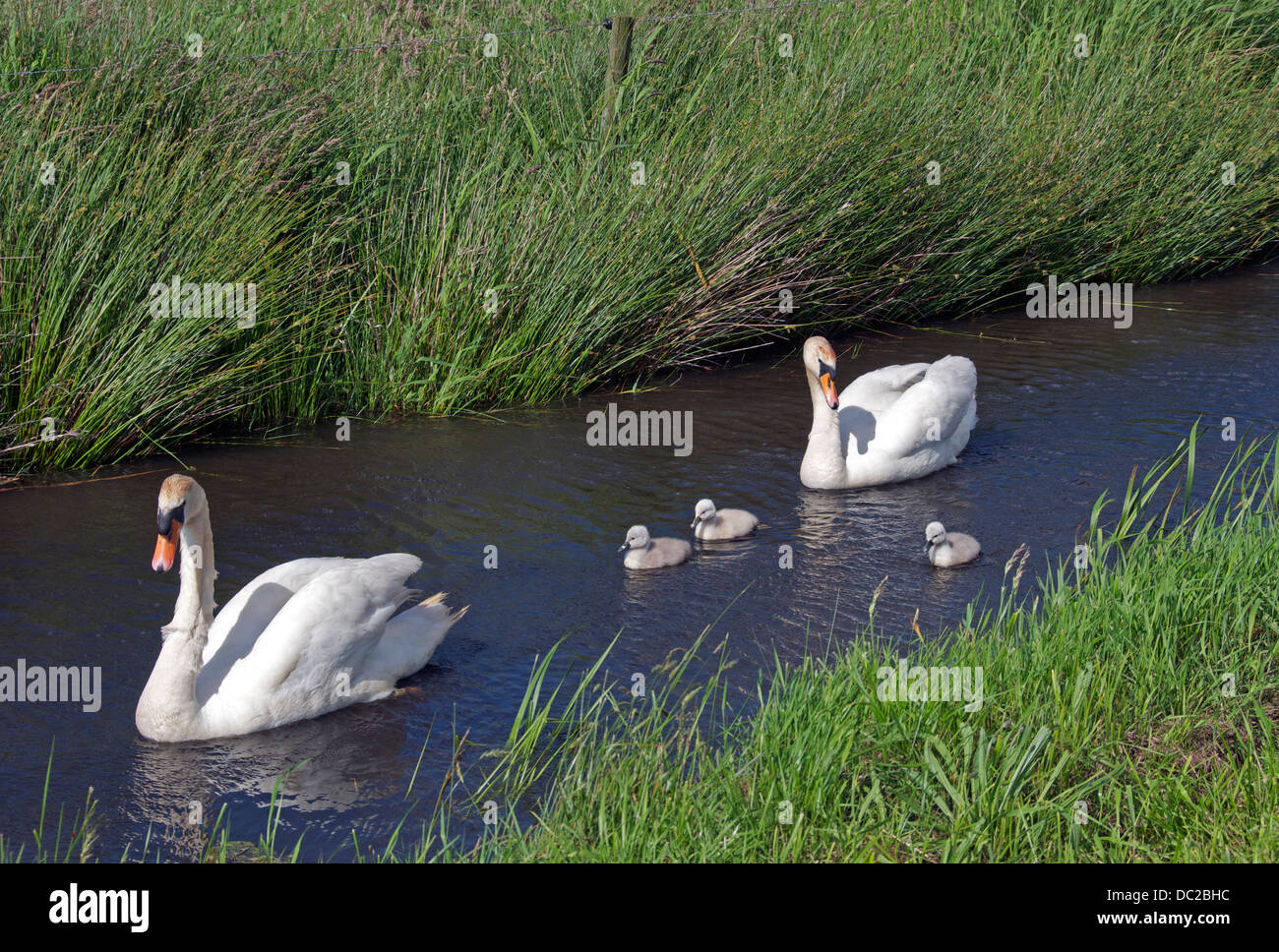 Zwei Schwäne und drei Cygnets Blokzijl Holland Stockfoto