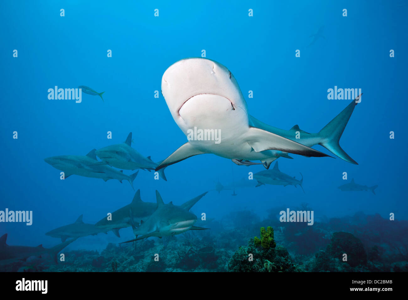 Karibische Riffhaie, Carcharhinus Perezi, Karibik, Bahamas Stockfoto