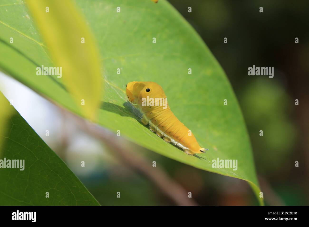 Caterpillar Stockfoto