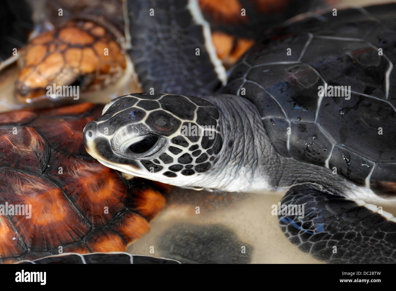 Juvenile Green Turtle, Chelonia Mydas, Karibik, Bahamas Stockfoto
