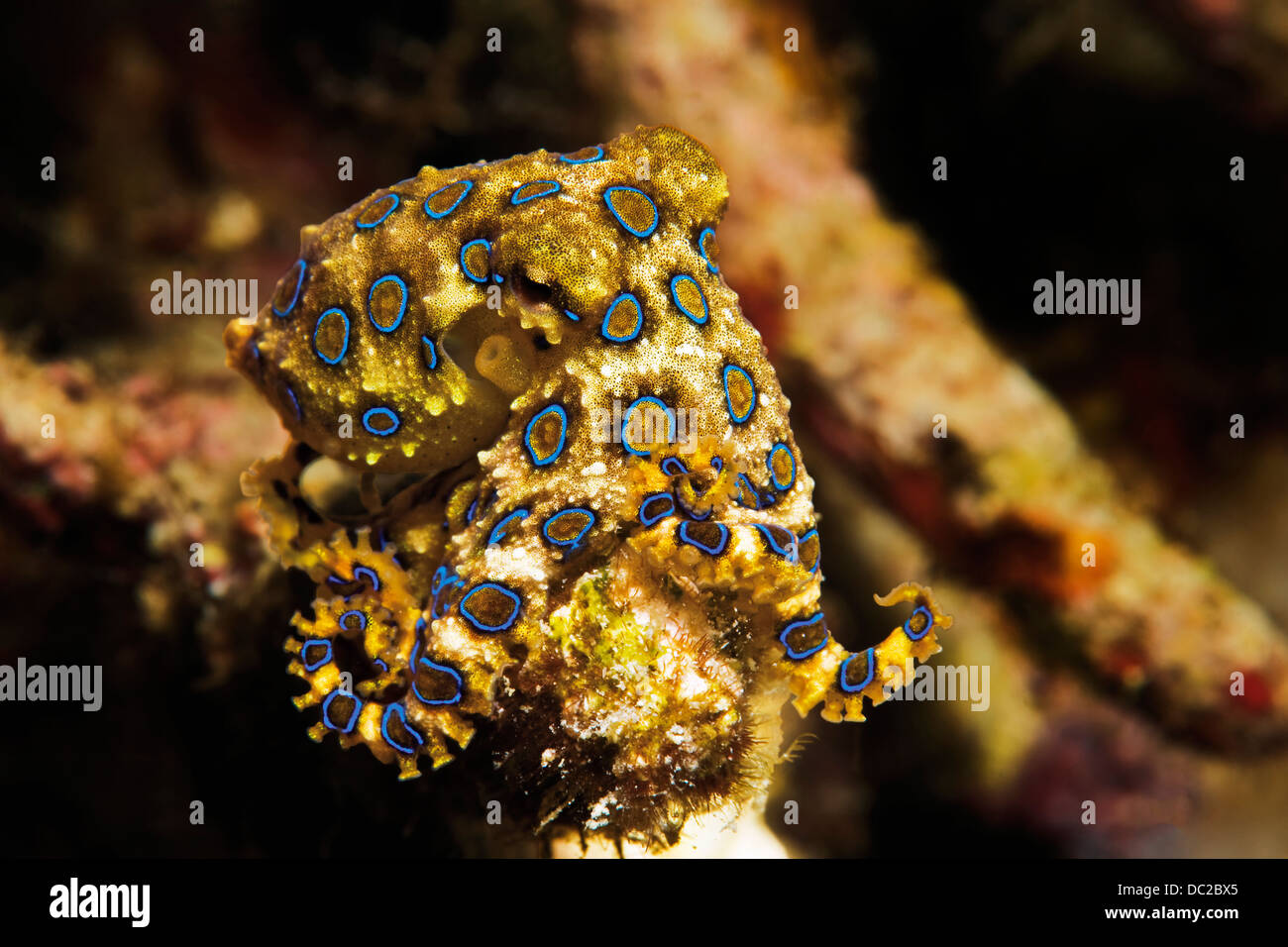 Bluering Octopus, Hapalochlaena Lunulata, Visayas, Cebu, Philippinen Stockfoto