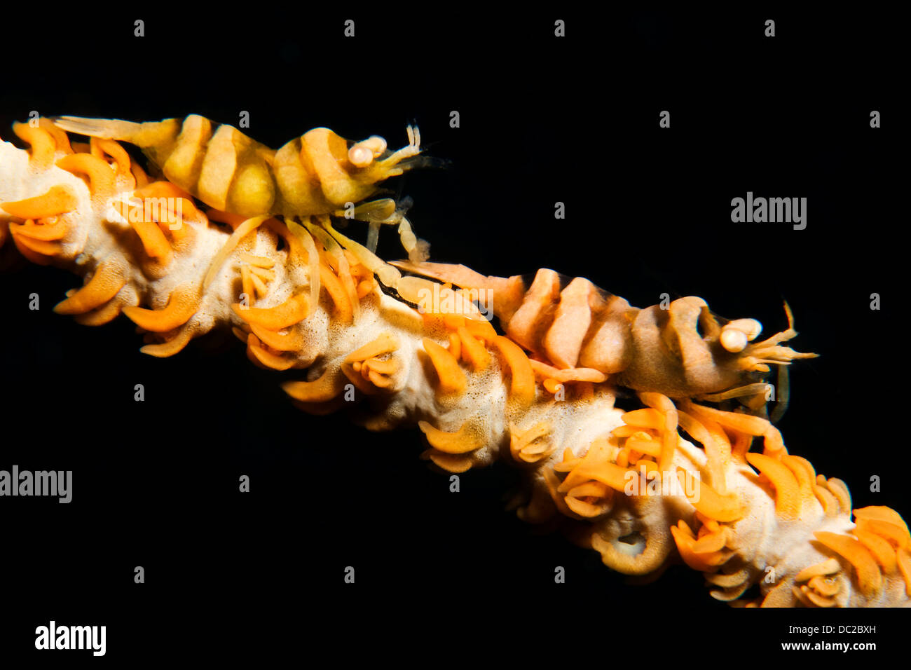 Whip Coral Garnelen, Dasycaris Zanzibarica, Visayas, Cebu, Philippinen Stockfoto