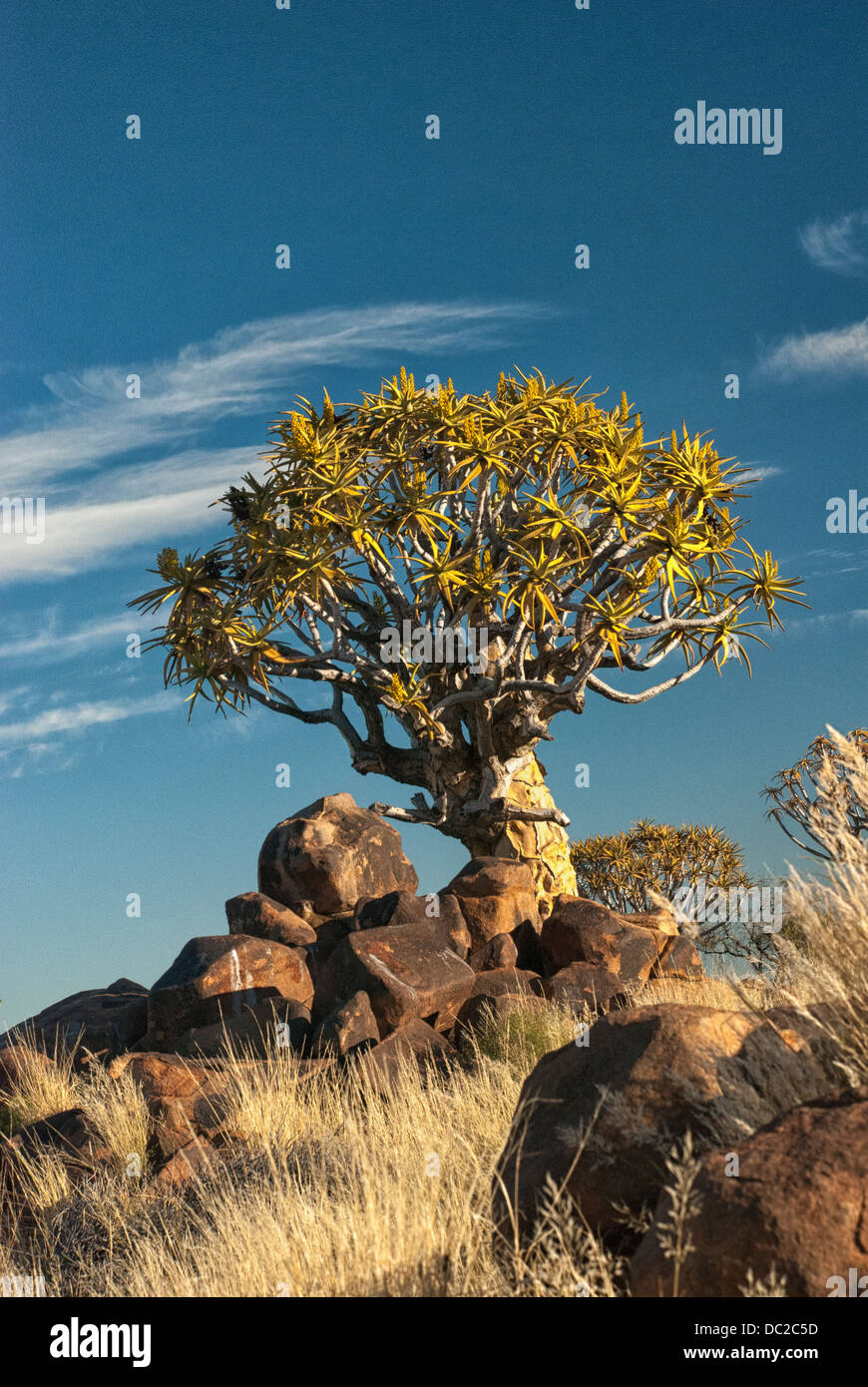Zittern Sie Baum, Kokerboom, Aloe Dichotoma, zucken Sie Baum Wald, Farm Gariganus Keetmannshoop, Namibia, Afrika Stockfoto