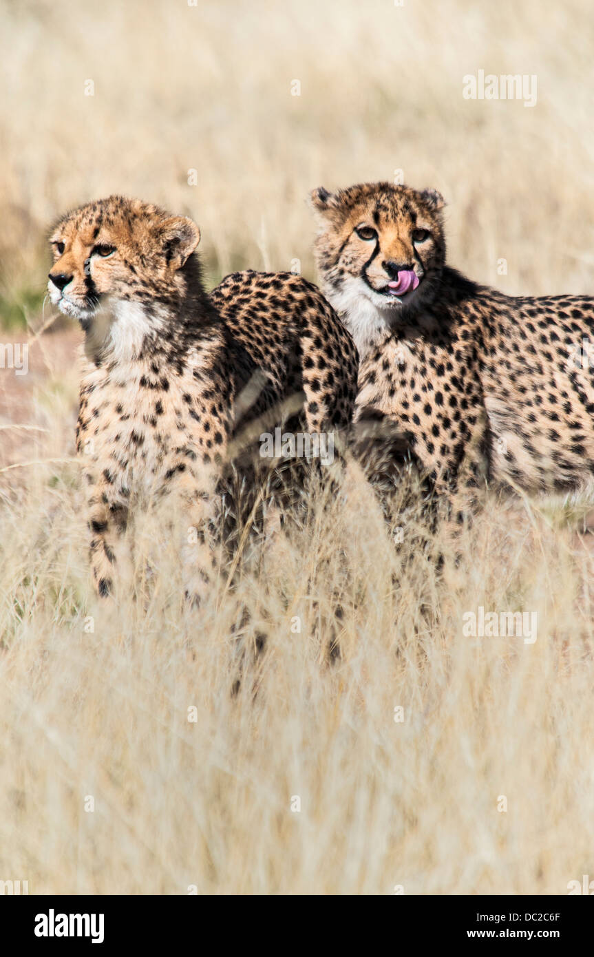 Zwei Cheetah Cubs, Acinonyx Jubatus, lecken, Lippen, Namibia, Afrika Stockfoto