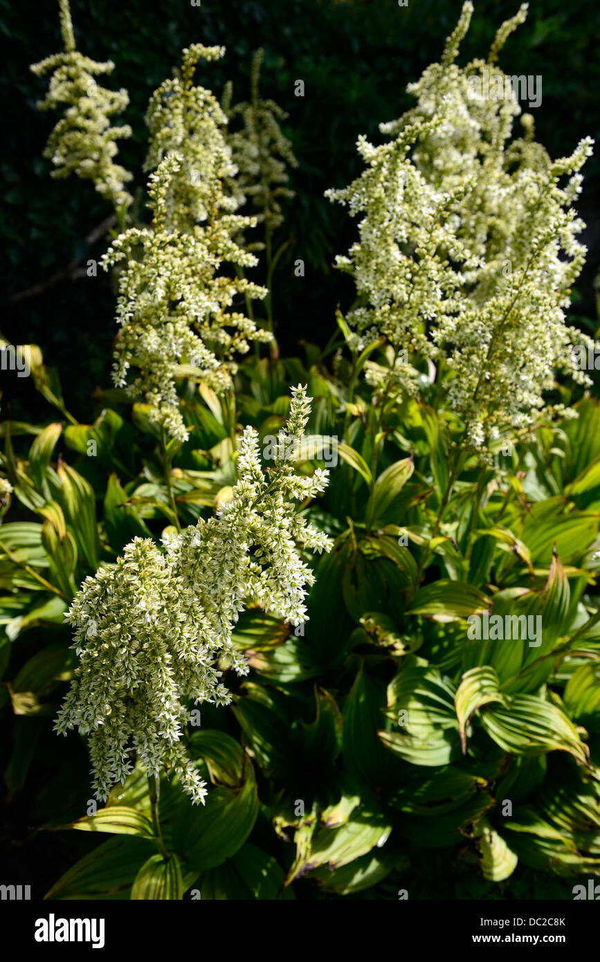 veratrum,Album,falsch,helleborine,mehrjährig,Kraut,falsch,helleborine,weiß,hellebore,europäisch,weiß,hellebore,weiß,veratrum,medizinisch,Eigenschaften,Pflanze,p Stockfoto