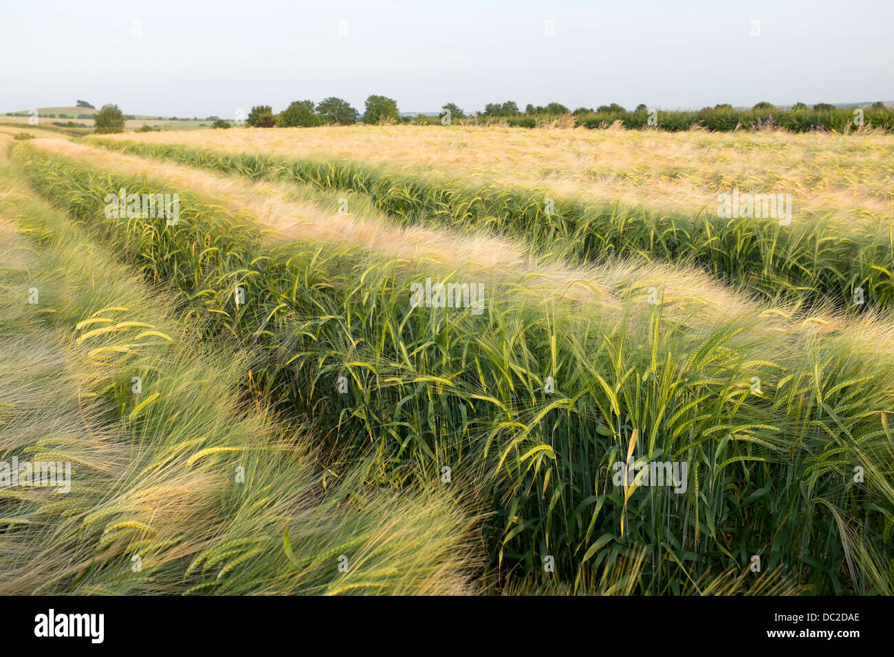 Weizenfeld Stockfoto