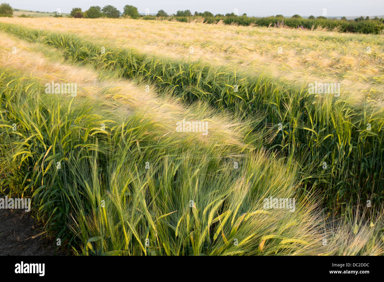Weizenfeld Stockfoto