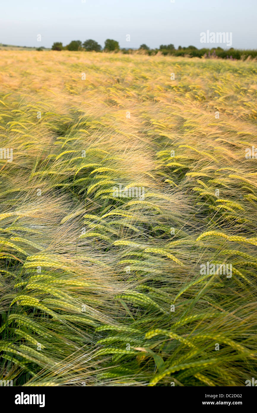Weizenfeld Stockfoto
