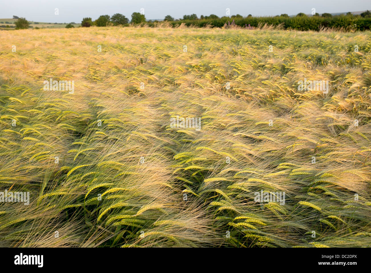 Weizenfeld Stockfoto