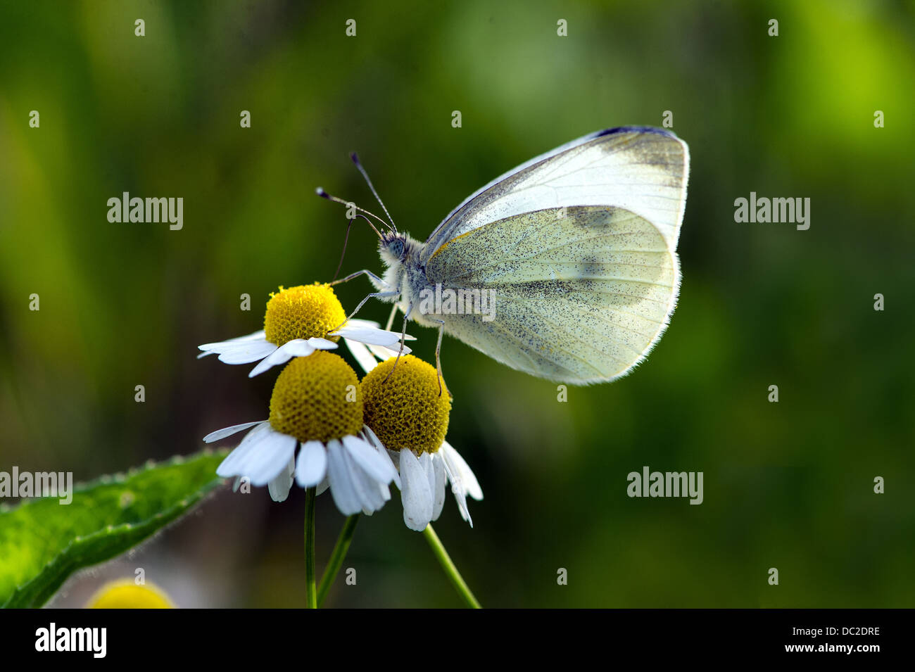 Kohl weißen Schmetterling auf Gänseblümchen Stockfoto