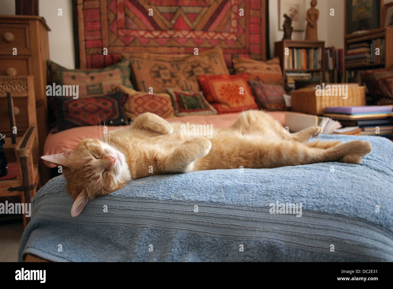 Bequemes luxuriöses Ingwer Haus schlafende Katze Stockfoto
