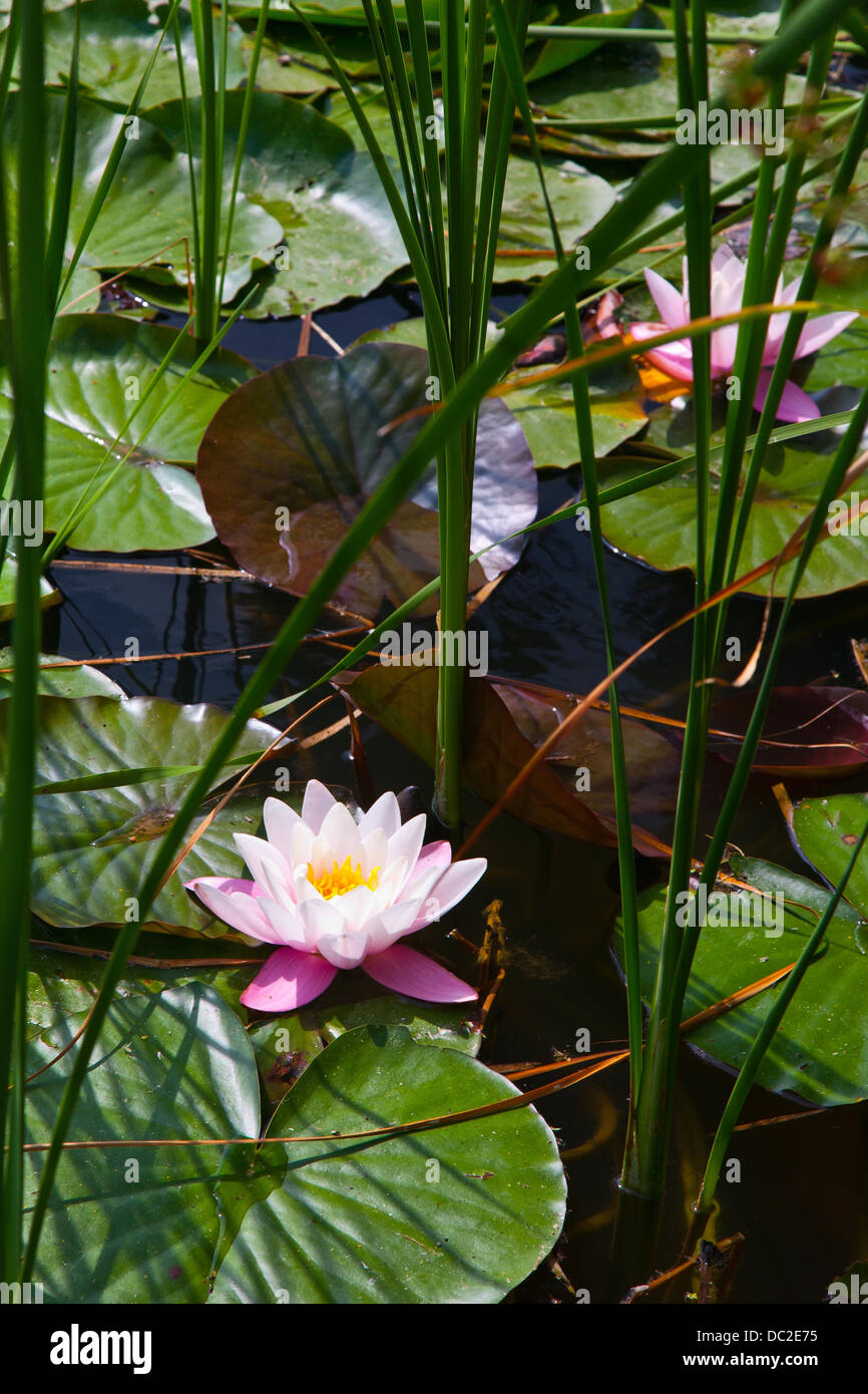 Seerose Blume unter Schilf Stockfoto