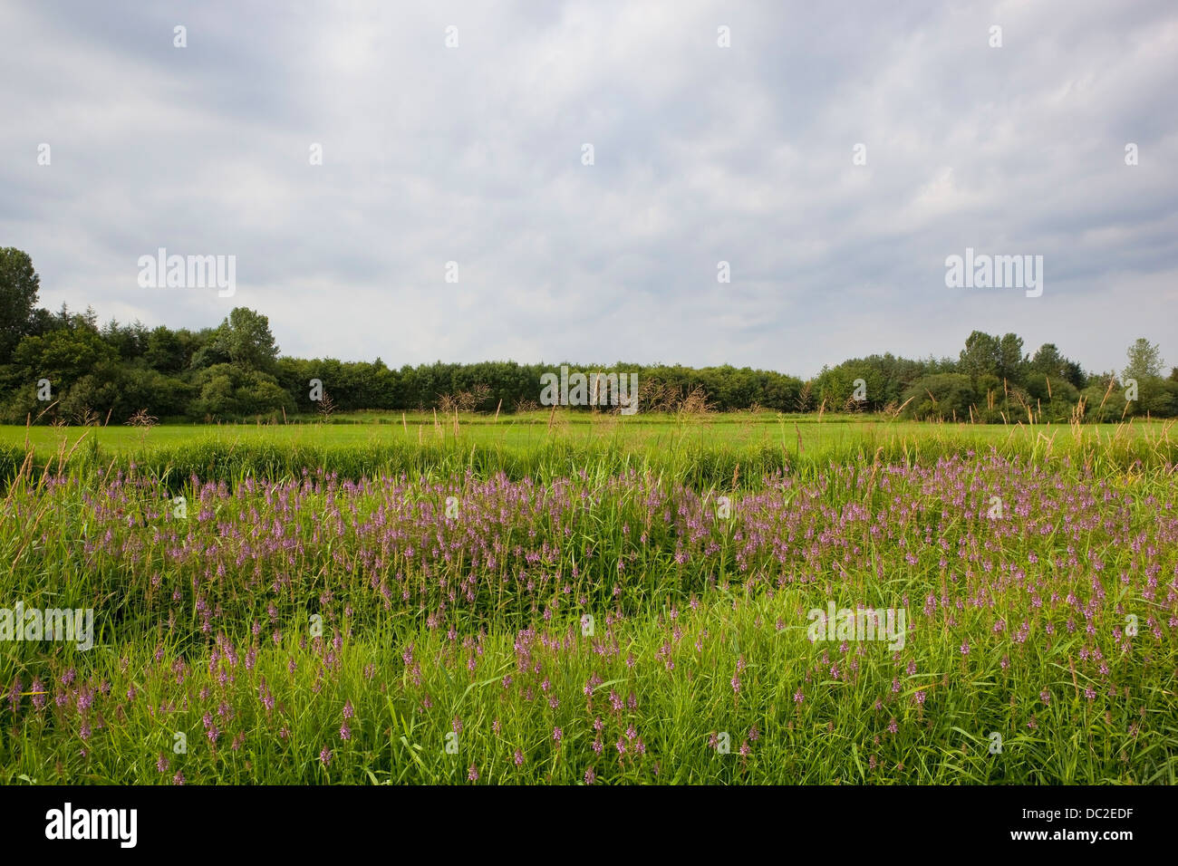 Eine englische Sommerlandschaft mit Marsh Wunde-Johanniskraut wächst durch einen Kanal bei bewölktem Himmel Stockfoto