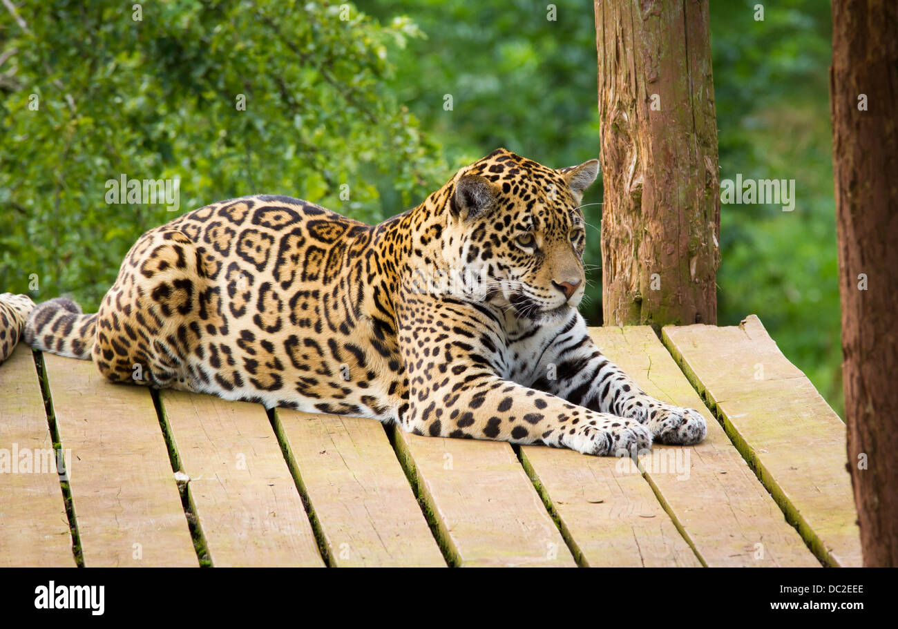 Amur-Tiger (Panthera Tigris Altaica) in South Lakes Wild Animal Park Stockfoto