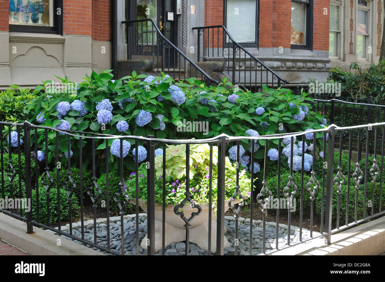 Newbury Street, Boston Szene mit blühenden Hortensien in Eisen eingezäunter Garten außerhalb brownstone Ziegelgebäude Stockfoto