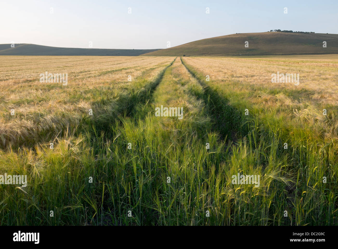 Weizenfeld Stockfoto