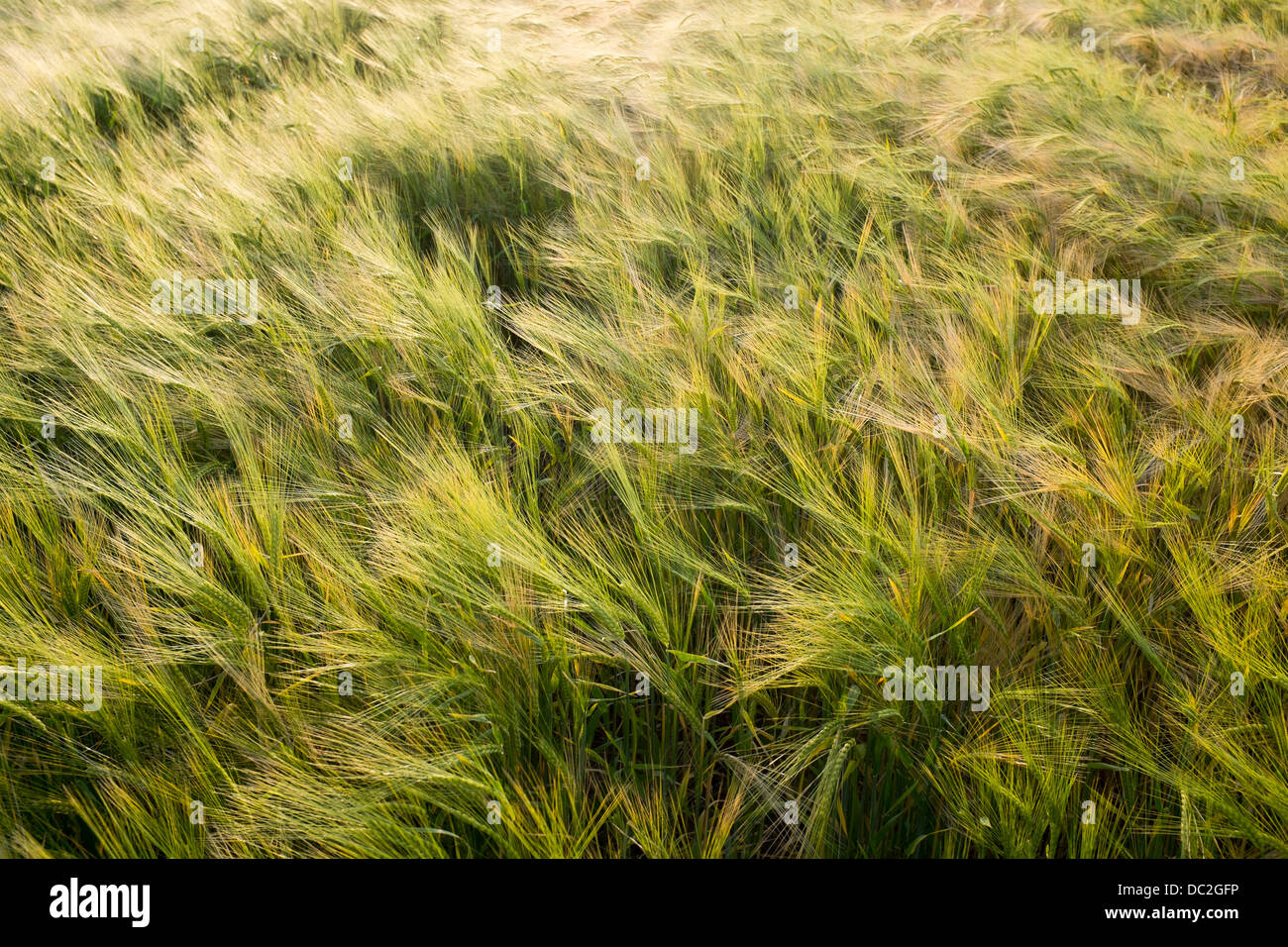 Weizenfeld Stockfoto