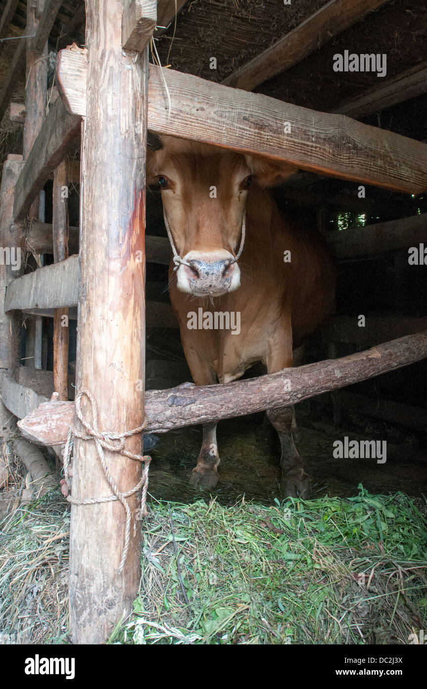 Vieh gefüttert von Miao-Leute in der Vieh-Stift Stockfoto