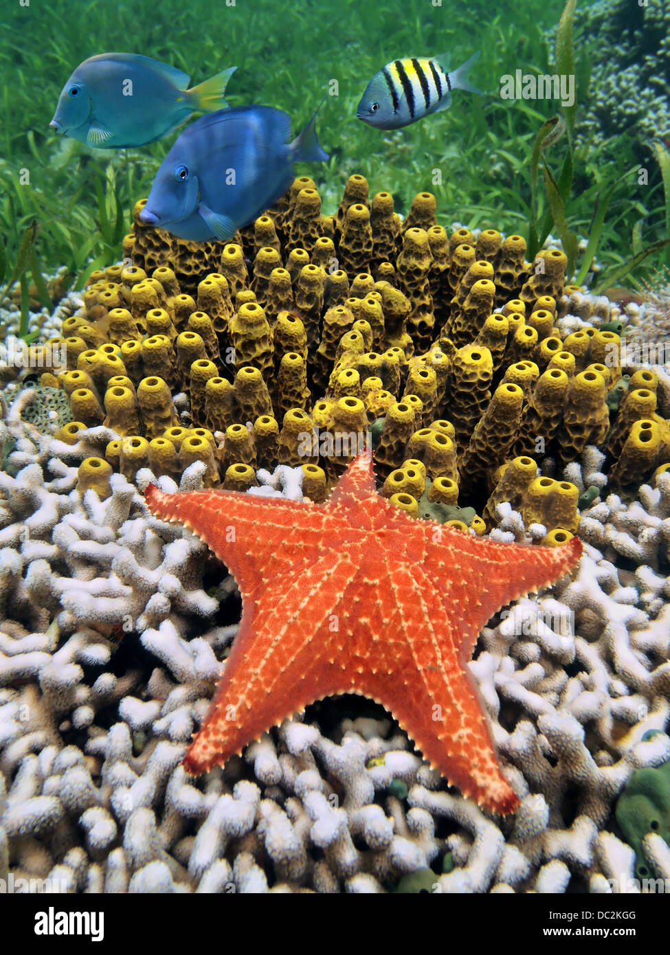 Bunte Leben unter Wasser marine mit einem Seestern über Korallen und Rohr Schwämme, Karibik, Costa Rica Stockfoto