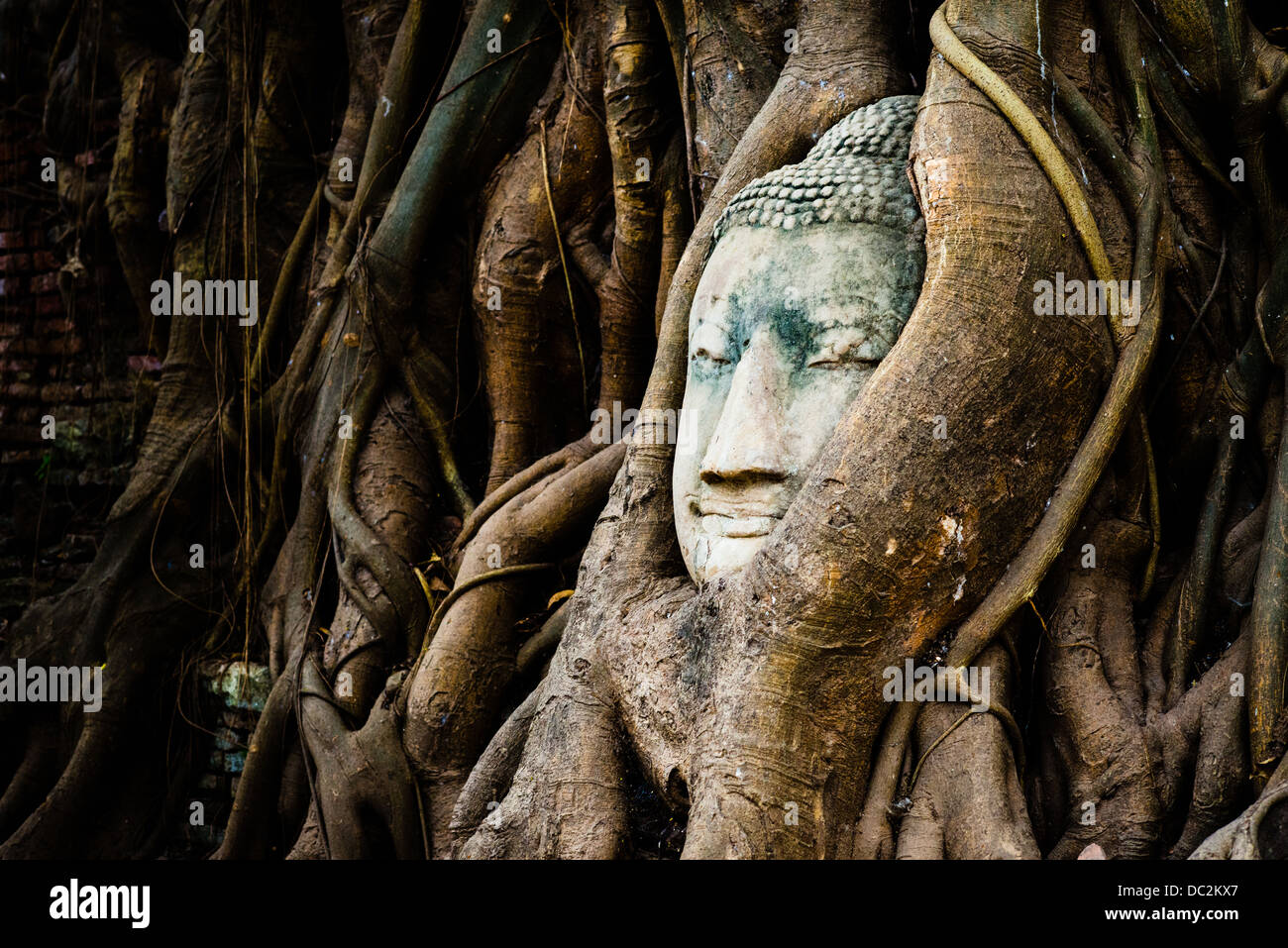 Buddha-Kopf im Bodhi-Baum Wurzeln im Wat Mahathat, Ayutthaya, Thailand Stockfoto