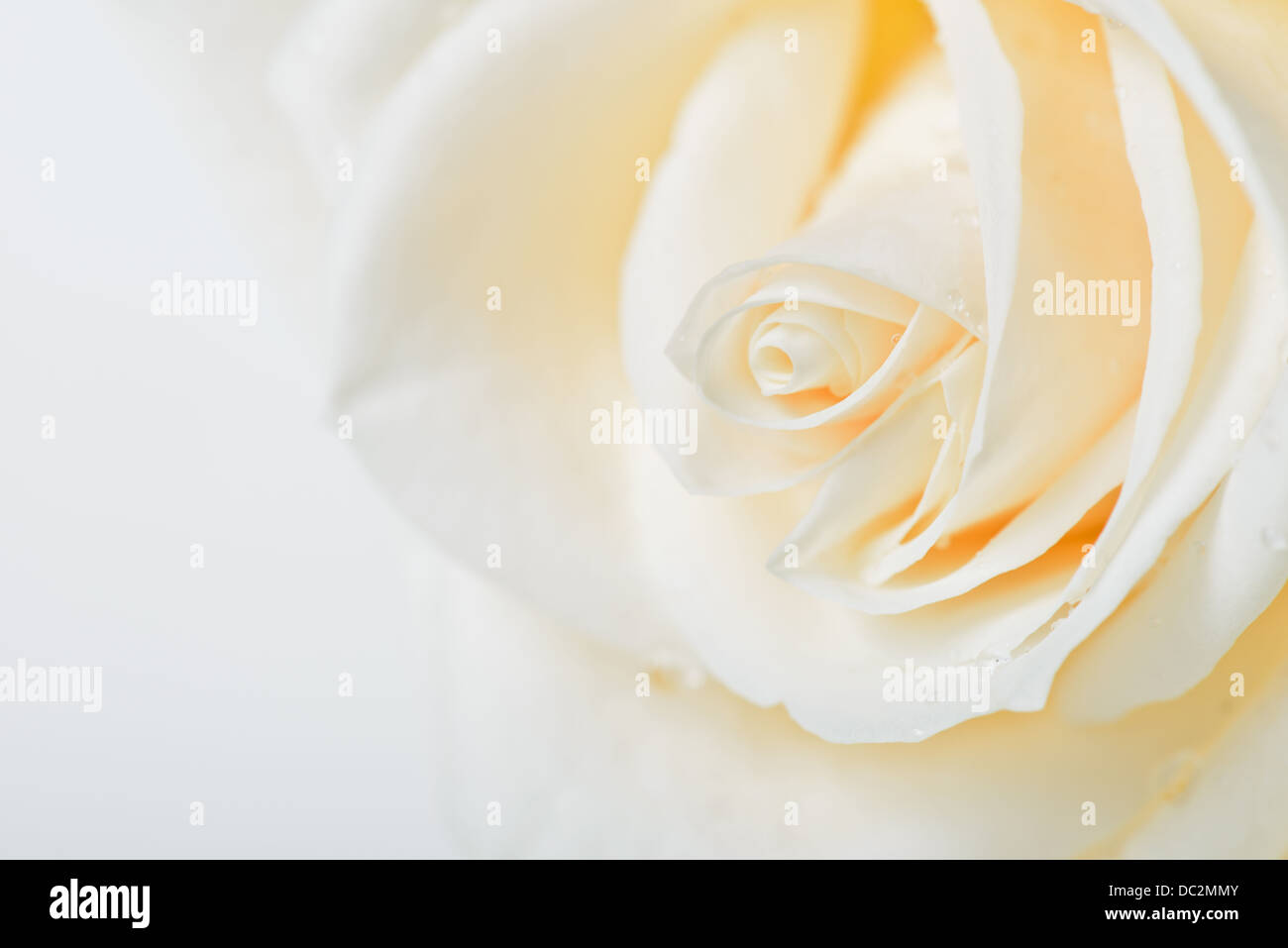 Weiße rose Knospe Makro Stockfoto