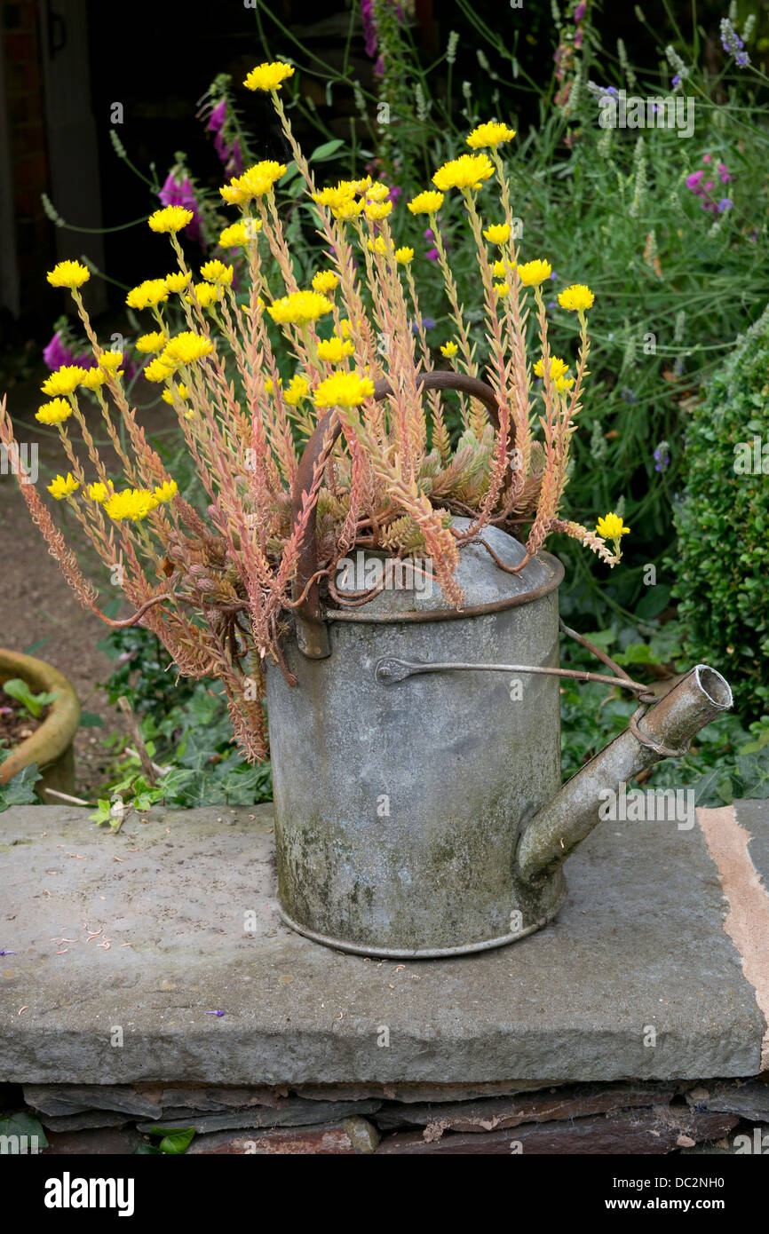 Alte Metall Gießkanne zum Topf gelbe Sedum Blume im englischen Garten, England Stockfoto