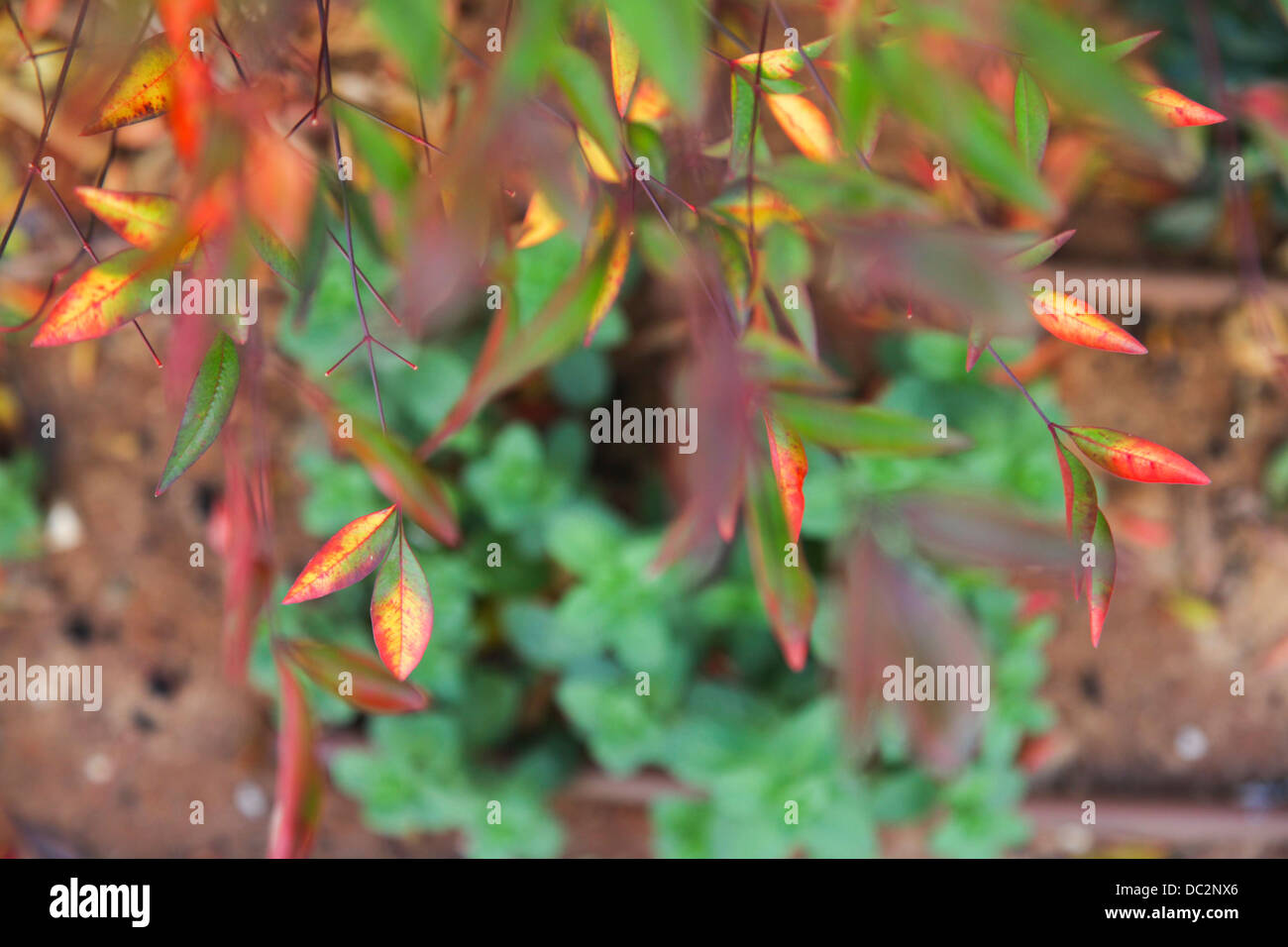 Nandina (AKA himmlischer Bambus oder Heiliger Bambus). Nandina
