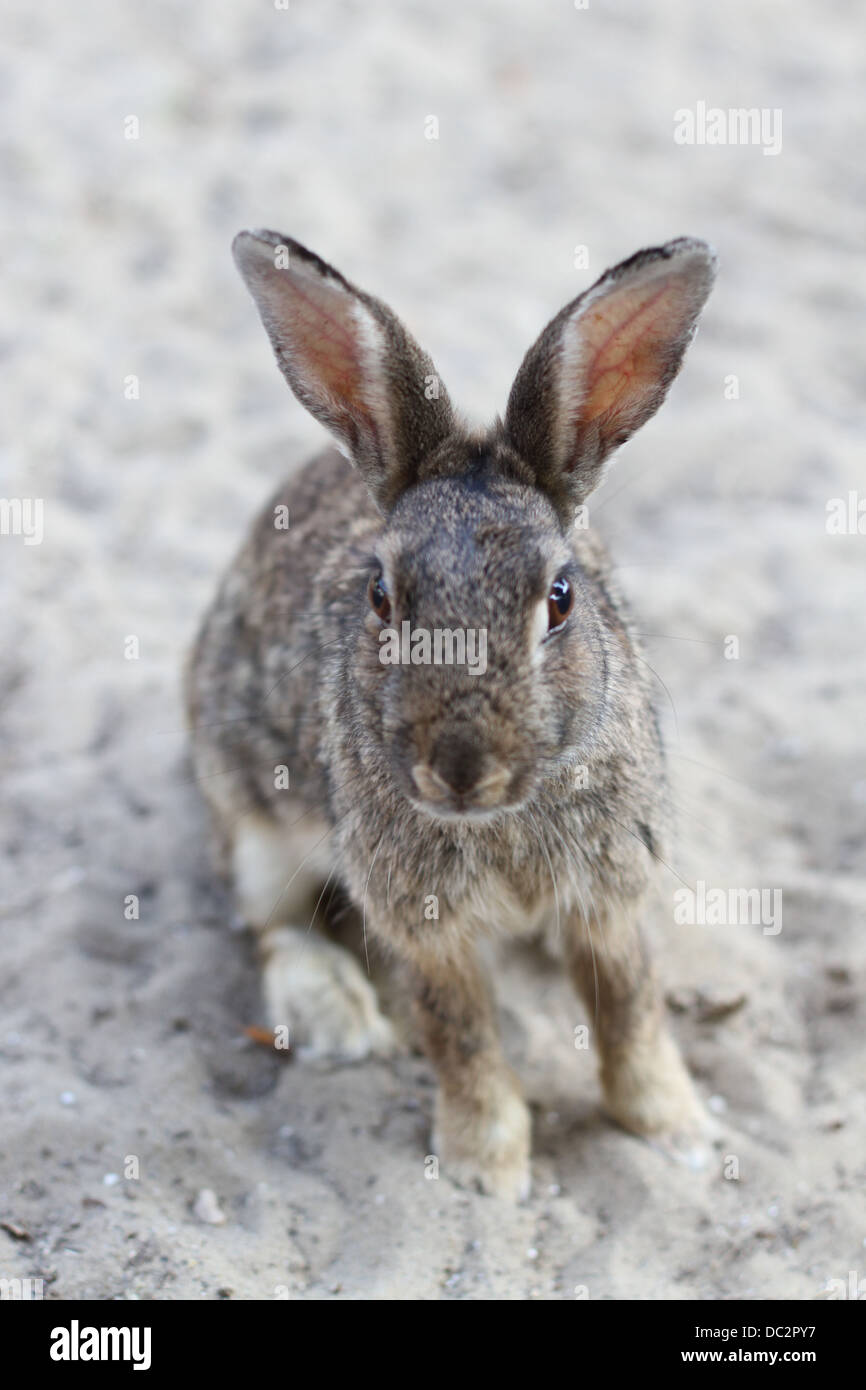 helle Augen mit langen Hasenohren zusehen das Objektiv der Kamera Stockfoto