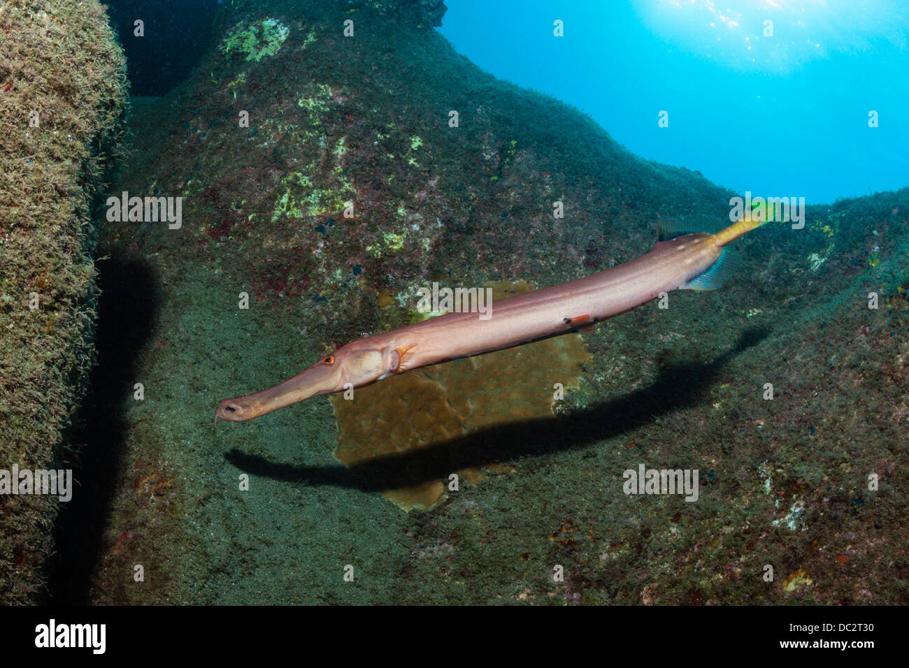 Trumpetfish, Aulostomus Chinensis, Cabo San Lucas, Baja California Sur, Mexiko Stockfoto