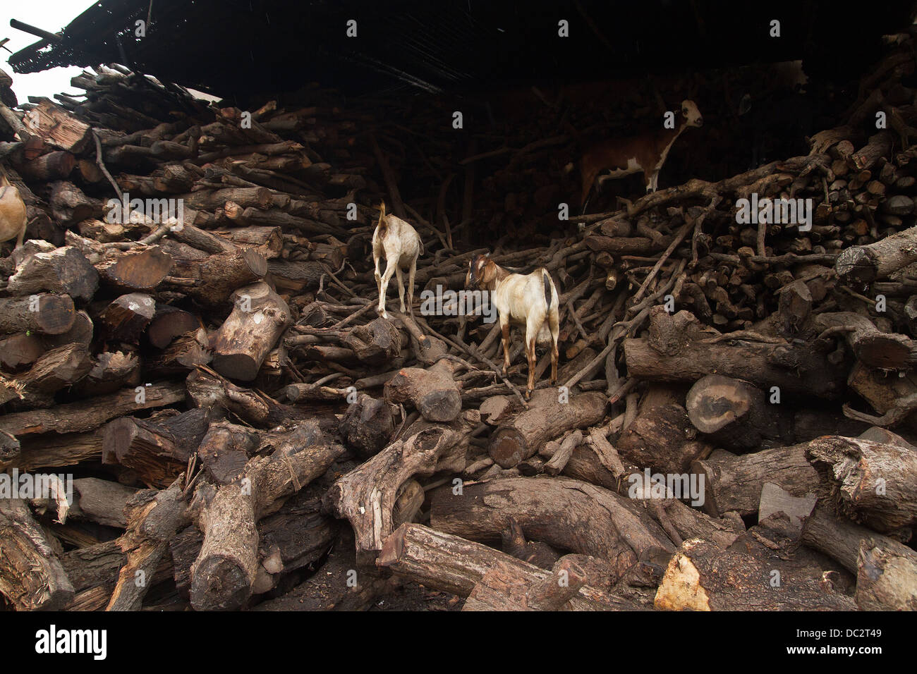 Ziegen durchstreifen auf Holz Vorrat an einem brennenden Ghat in Varanasi in Indien Stockfoto