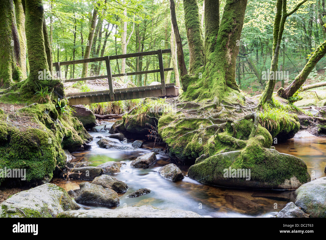 Eine Holzbrücke überquert einen Bach durch den alten Wald am südlichen Rand des Bodmin Moor in Cornwall Stockfoto