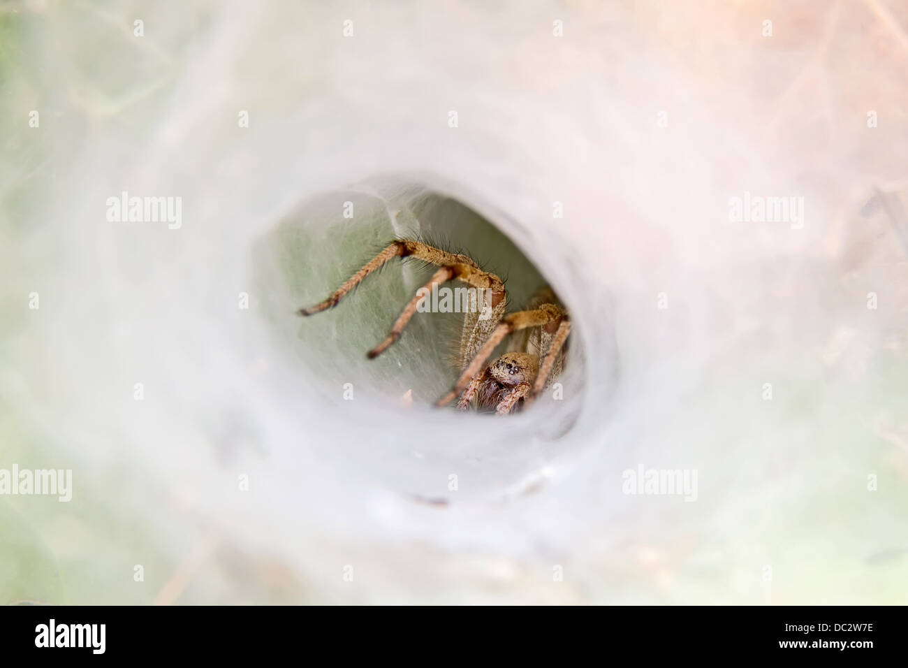 Eine Spinne wartet auf Beute in seinem Web-Nest gefangen werden Stockfoto