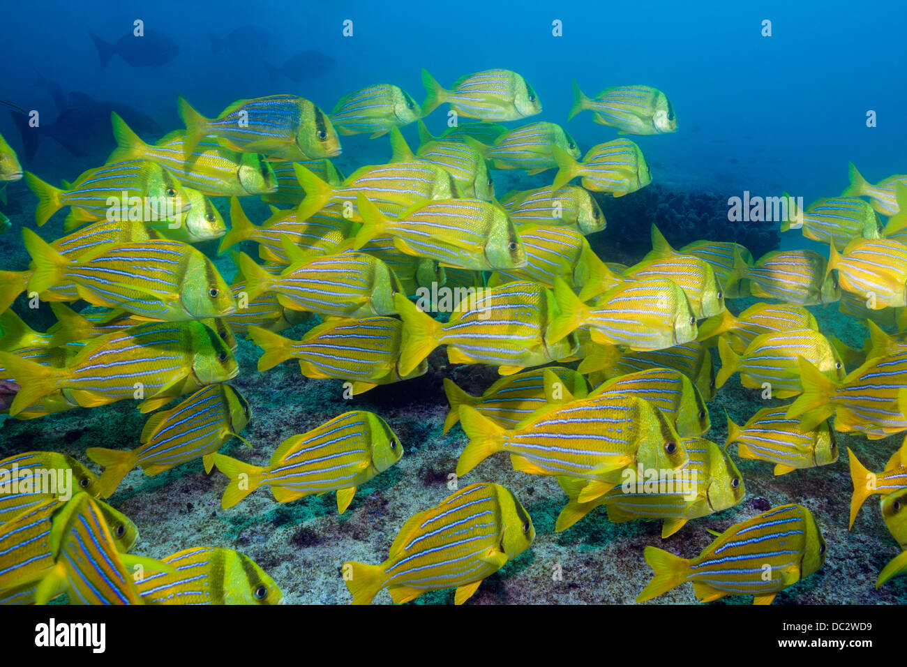 Fischschwarm von Panamic Porkfish Anisotremus Taeniatus, Marine Nationalpark Cabo Pulmo, Baja California Sur, Mexiko Stockfoto