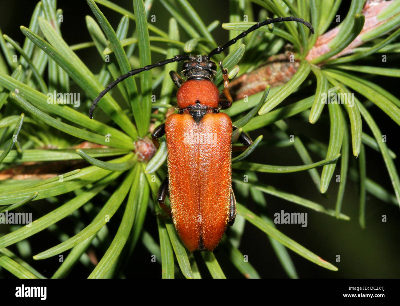 Nahaufnahme des weiblichen rot Longhorn Beetle (Corymbia Rubra) Stockfoto