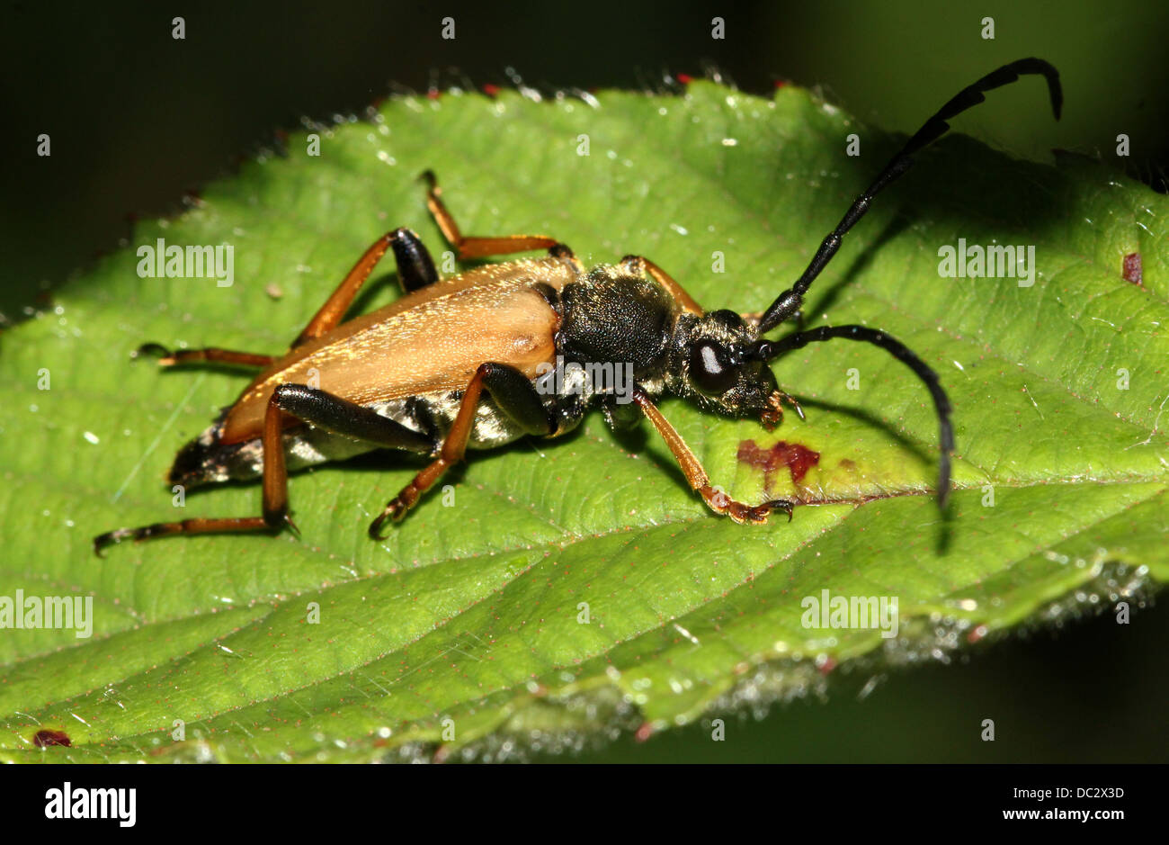 Nahaufnahme von einem männlichen rot Longhorn Beetle (Corymbia Rubra) Stockfoto