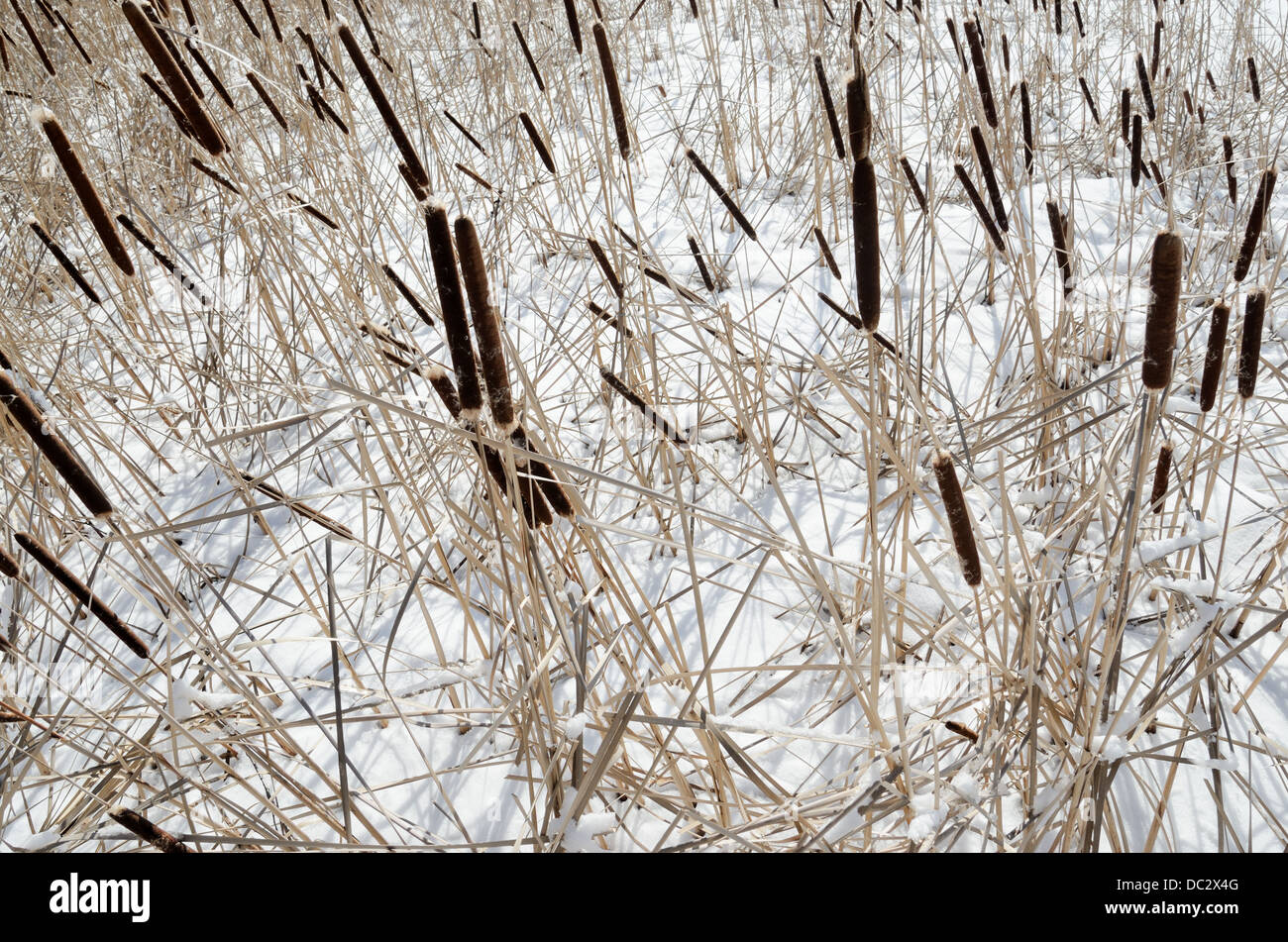 Reed am verschneiten See, Winterlandschaft, Nordeuropa Stockfoto