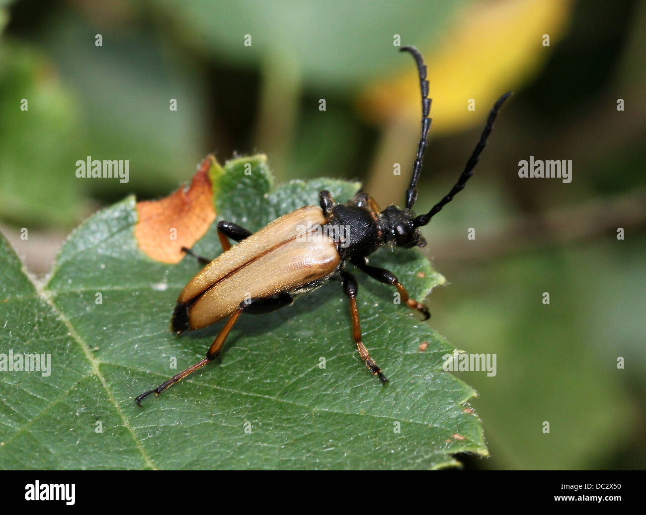 Nahaufnahme von einem männlichen rot Longhorn Beetle (Corymbia Rubra) Stockfoto