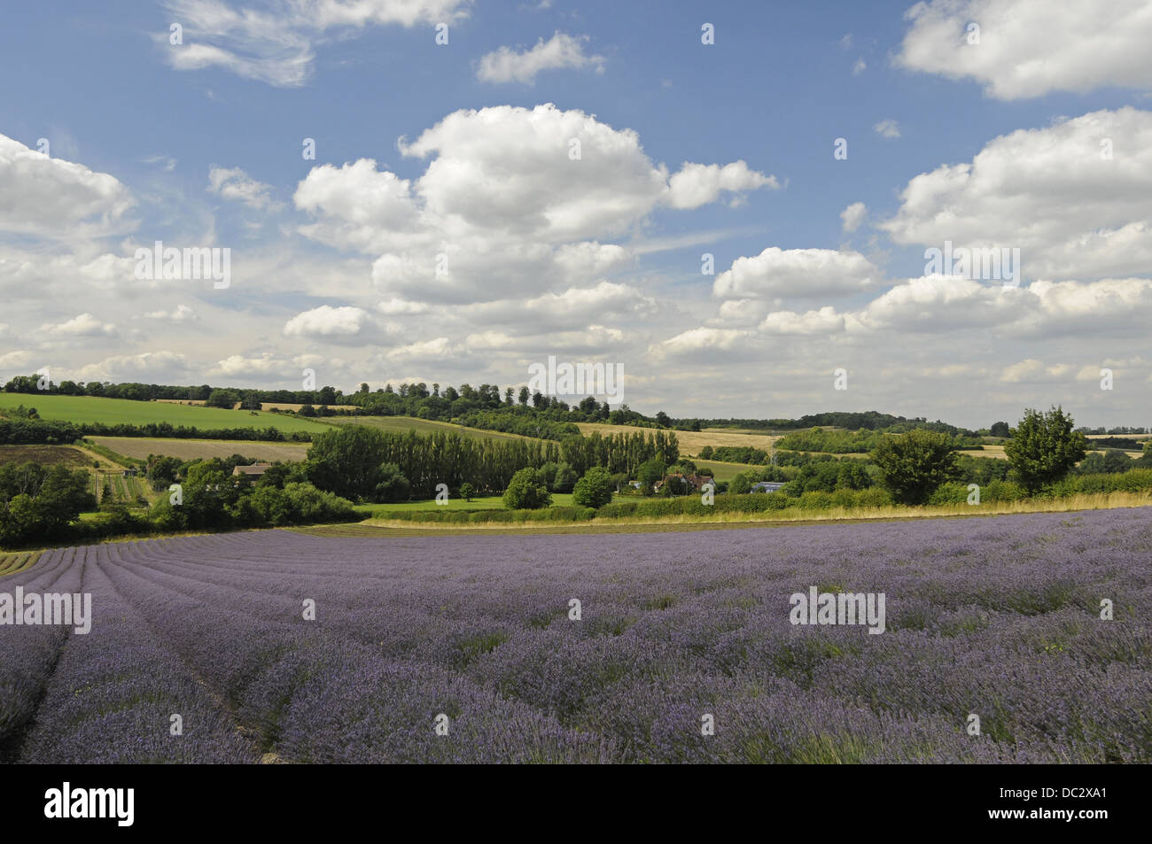 Lavendel Feld am Schloss Hof Shoreham Kent England Stockfoto