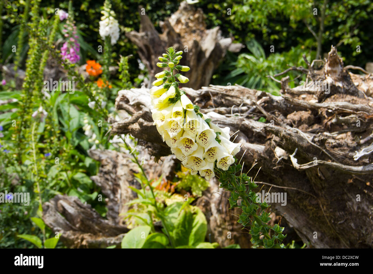 Die Stumpery in Arundel Castle Gardens in Arundel Stadt - West Sussex-England - Großbritannien Stockfoto