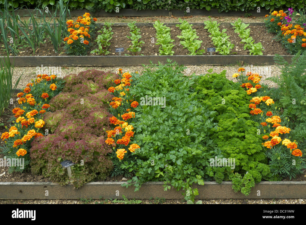 Ausgelöst Bett Grundstücke, Küchengarten, mit Companion Pflanzen, Schädlinge, Geoff Hamiltons Barnsdale Gärten, Rutland, UK abzuschrecken. Stockfoto