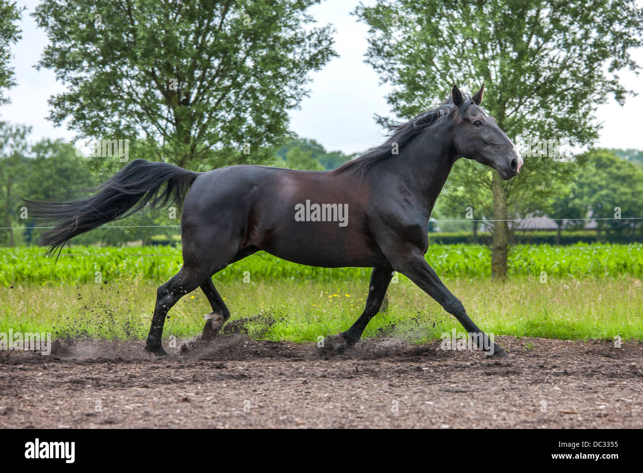 Braune Pferd im Trab im Feld, Trab ist ein Zweitakt-Gang mit diagonalen Beinpaare Stockfoto
