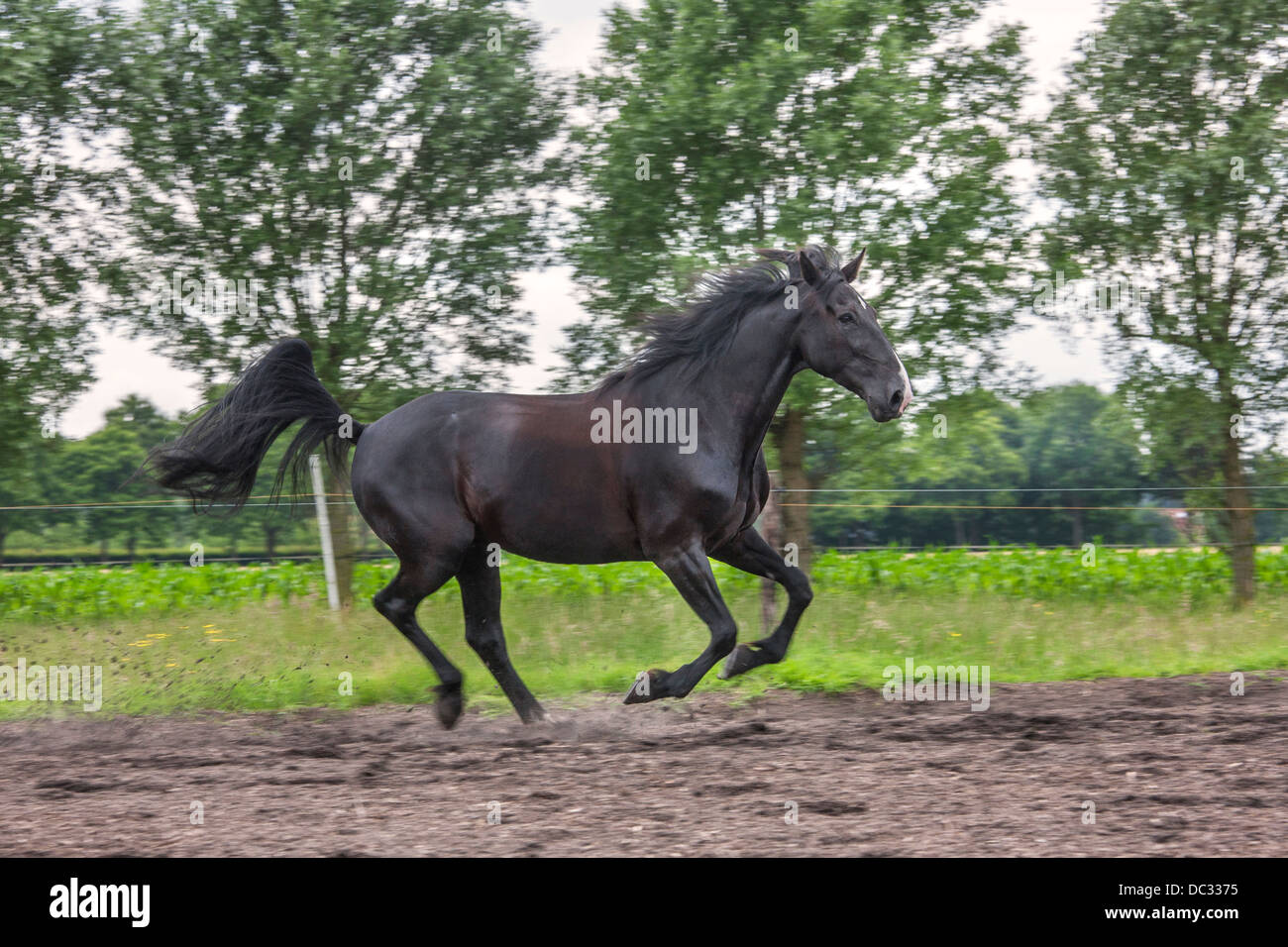 Braune Pferd im Galopp im Feld, Galopp ist eine vier-Takt-Gangart Stockfoto