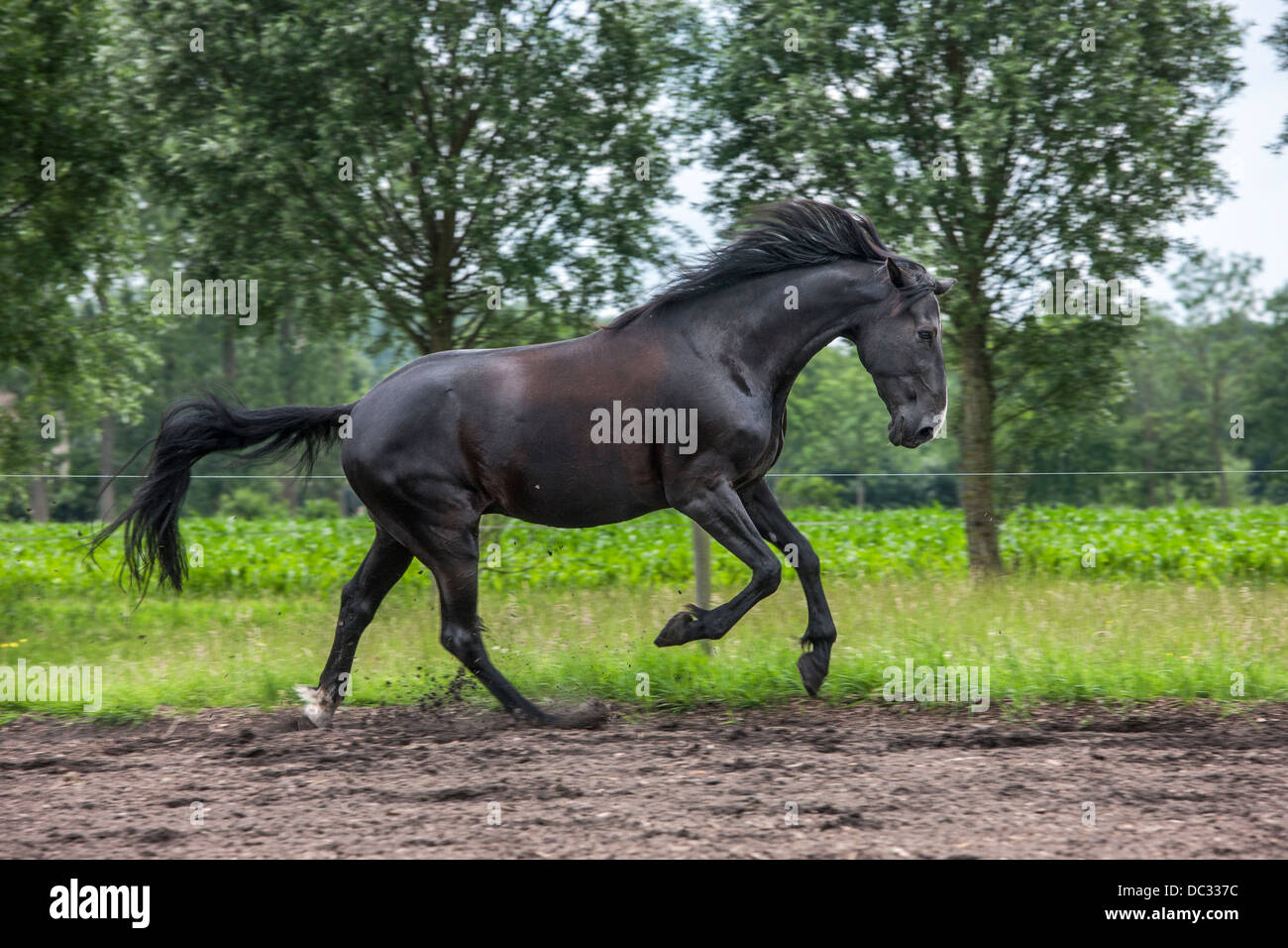 Braune Pferd im Galopp im Feld, Galopp ist eine vier-Takt-Gangart Stockfoto
