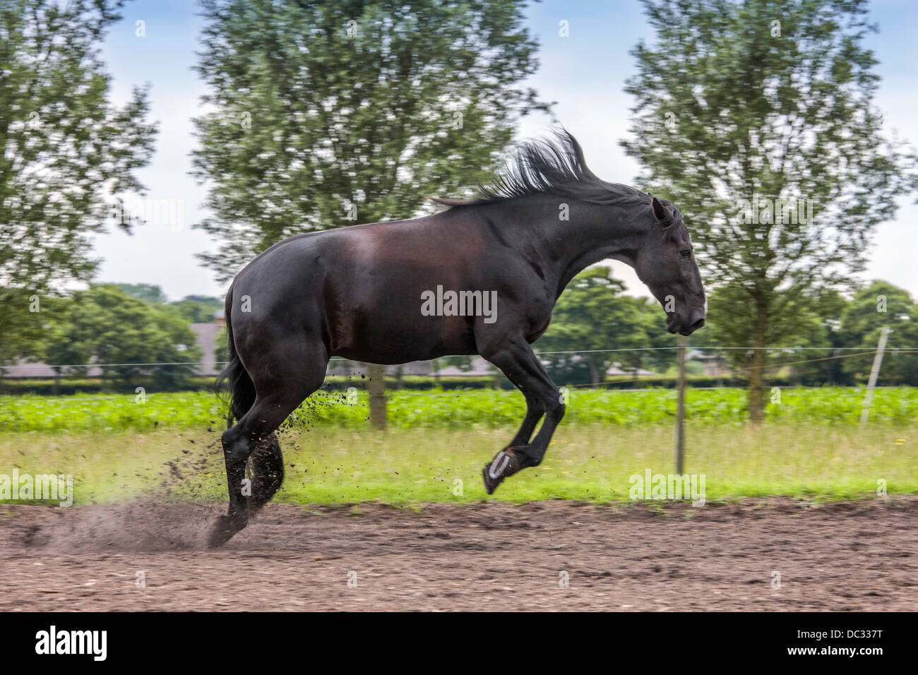 Spielerische braune Pferd Ruckeln im Bereich von Aufregung Stockfoto