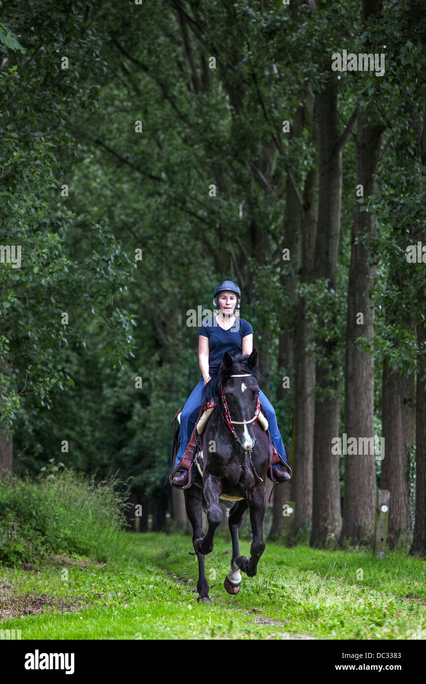 Reiterin auf Pferd im Galopp durch Lane im Wald Stockfoto