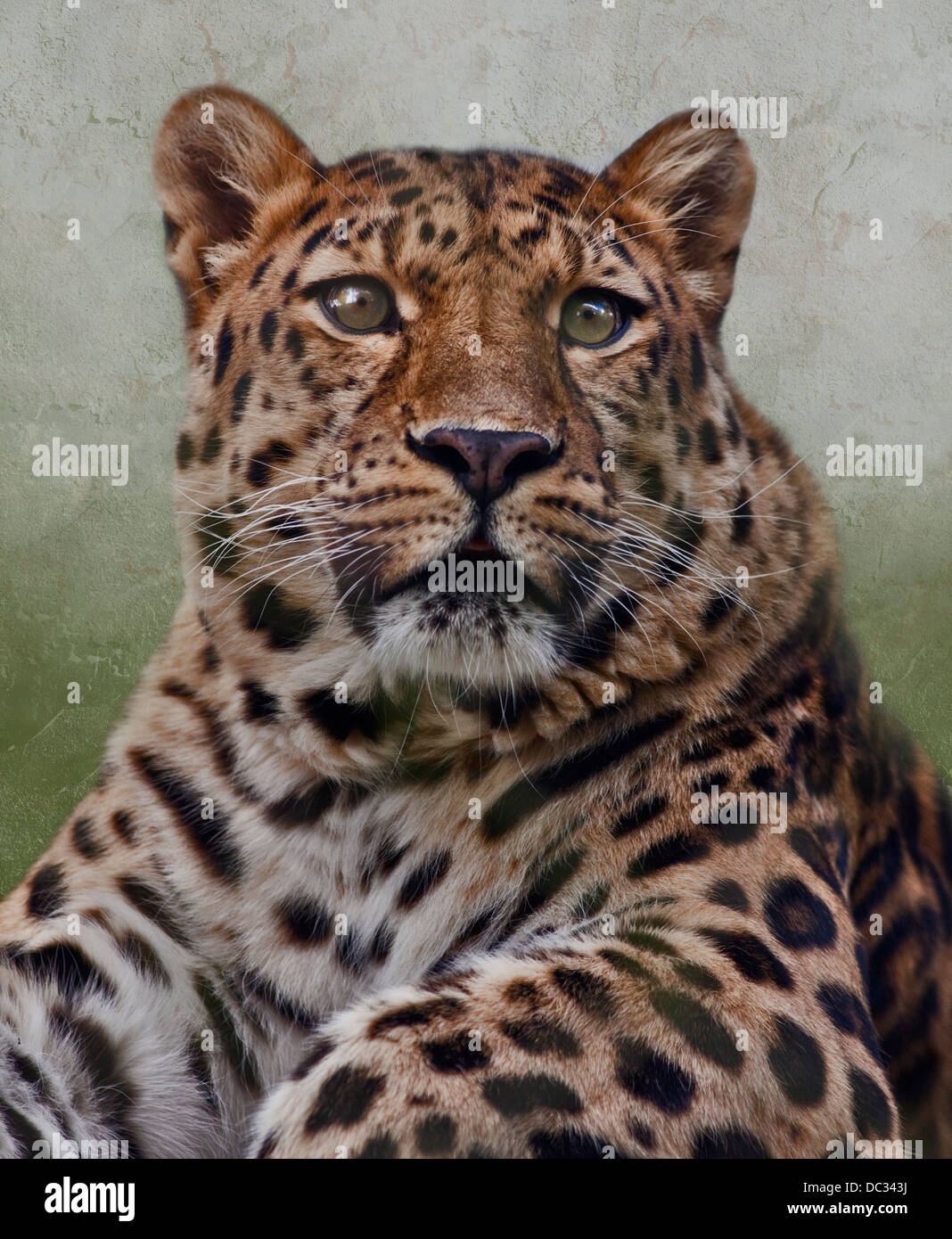 Amur-Leopard (Panthera Pardus Orientalis) Stockfoto