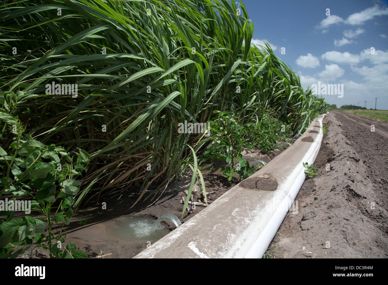 Monte Alto, Texas - einer bewässerten Zuckerrohrfeld. Das Wasser für die Bewässerung stammt vom Fluss Rio Grande. Stockfoto